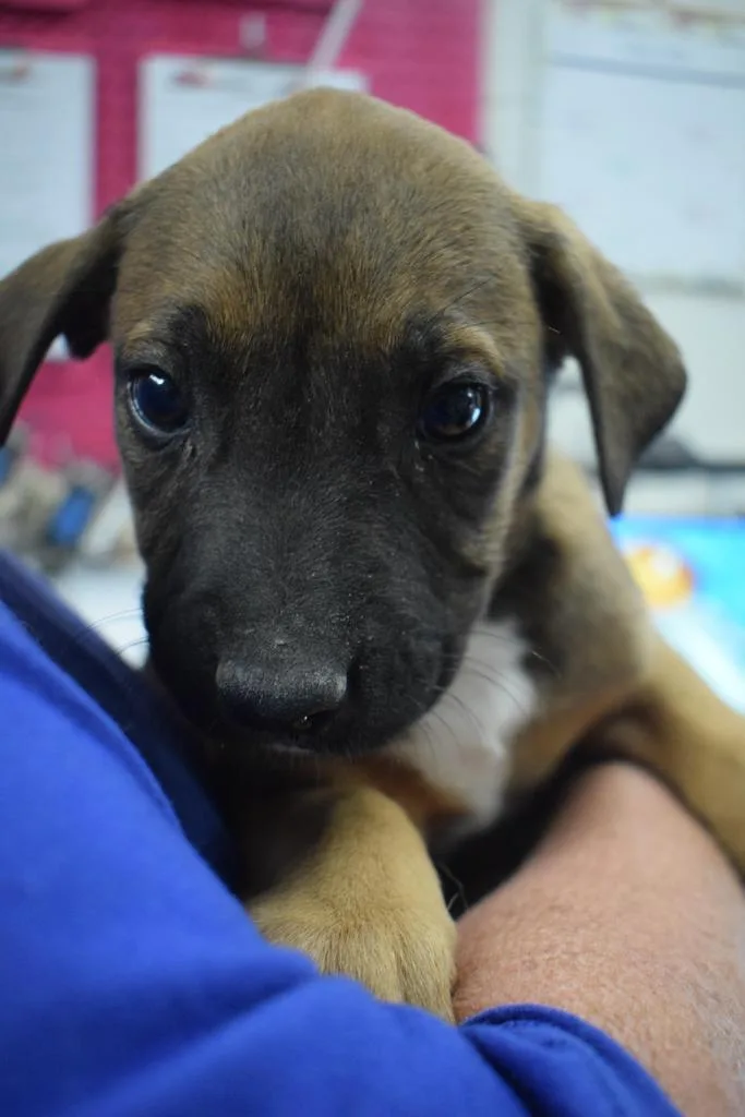 A baby medium-sized male American Bulldog dog named Nutter ButterBrian for adoption in Pahrump, NV