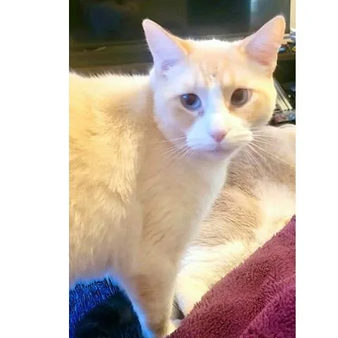 Marshmellow