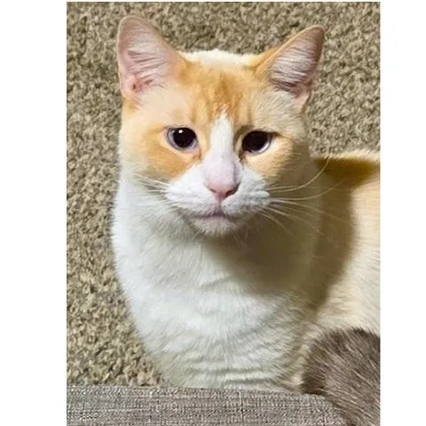 Marshmellow thumbnail 2