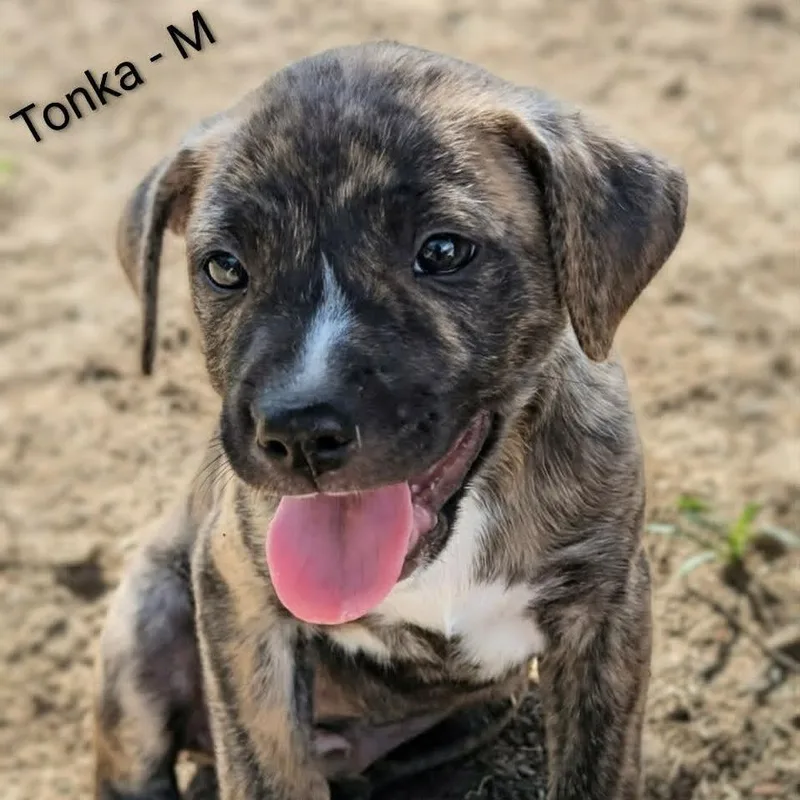 A baby medium-sized male Brindle Pit Bull Terrier dog named Tonka for adoption in Griswold, CT