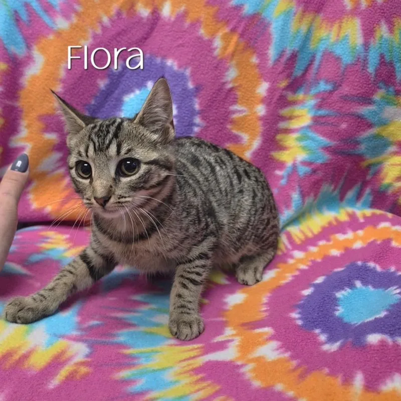 Flora
