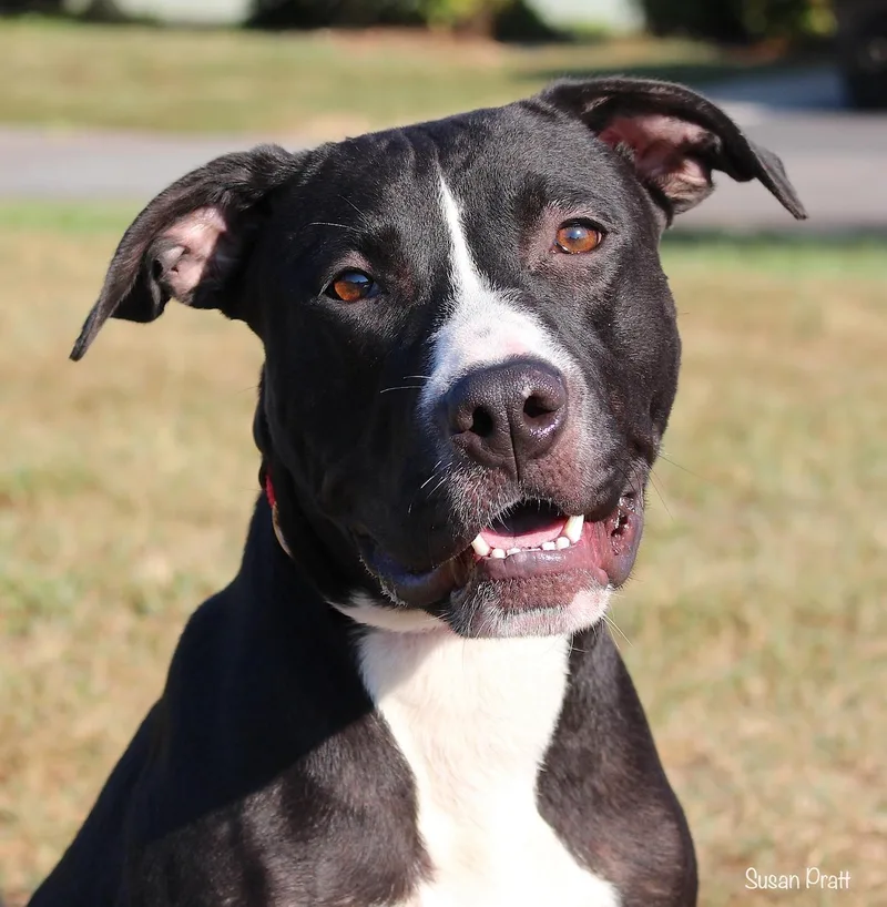 A young medium-sized female Black Pit Bull Terrier dog named Kiara for adoption in Bedford, VA