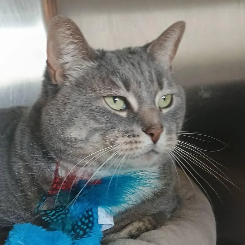 An adult medium-sized female Gray & White Domestic Short Hair cat named Annabelle for adoption in Wolcott, VT