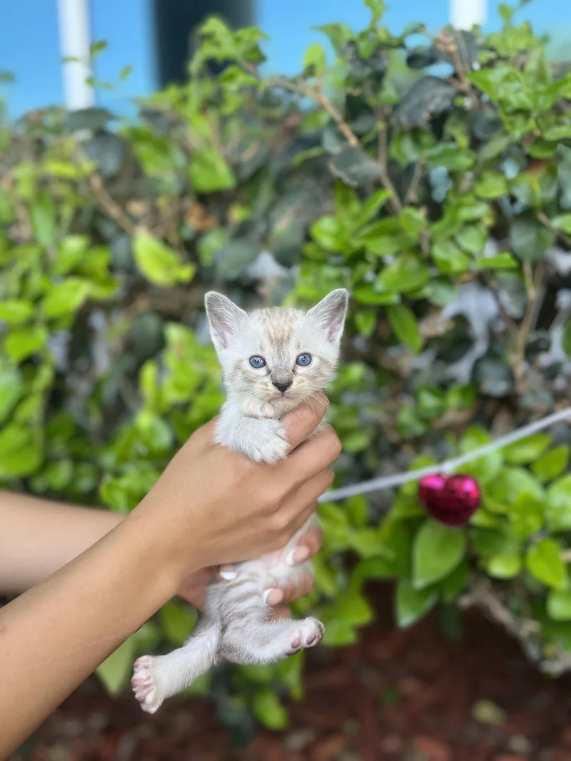 A baby small-sized male Buff & White Siamese cat named Sombr for adoption in South El Monte, CA