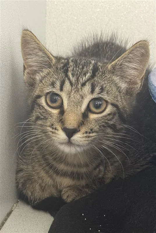 A baby small-sized female Domestic Short Hair cat named Josephine for adoption in New Kensington, PA