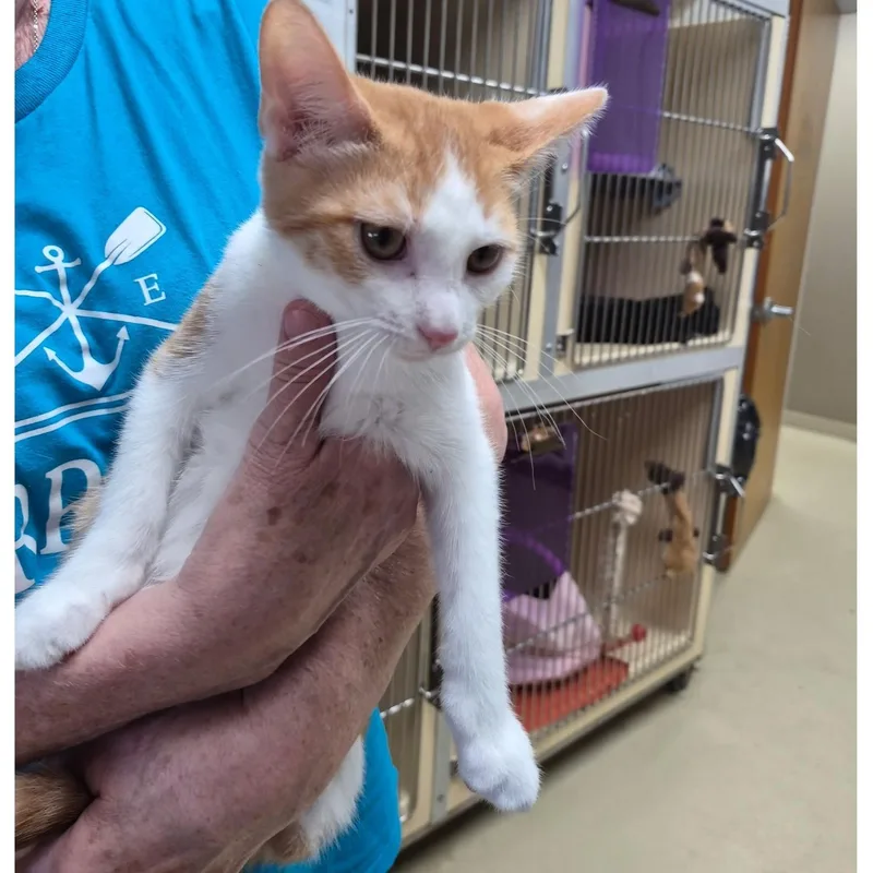A baby medium-sized male Orange & White Tabby cat named Balerion for adoption in Clarksville, VA