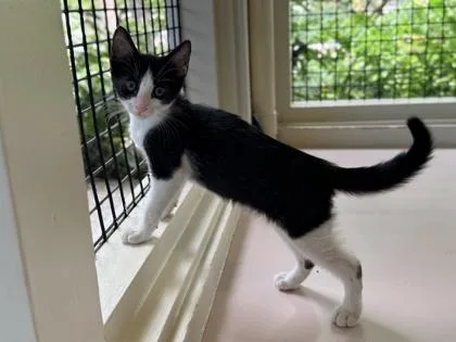 A baby small-sized male Domestic Short Hair cat named Freedom for adoption in Honolulu, HI
