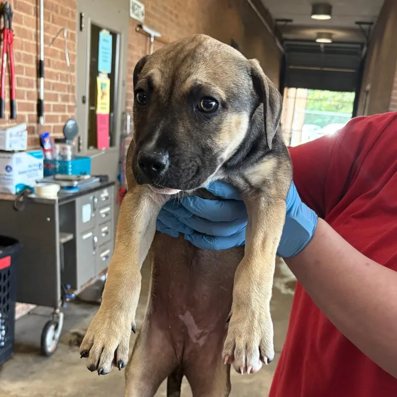 A baby small-sized female Sable Shepherd dog named Shirley for adoption in Birmingham, AL
