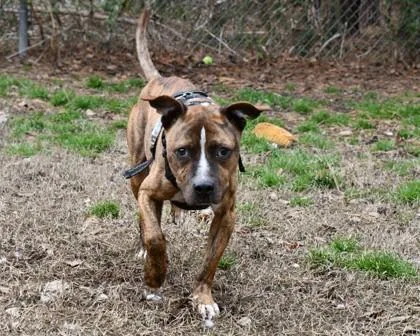 An adult medium-sized male Mixed Breed dog named Kringle for adoption in West Chester, PA