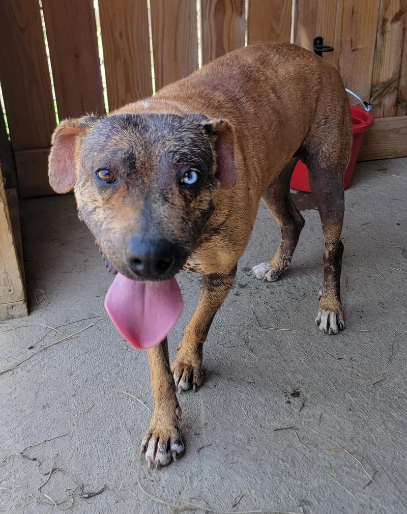 An adult medium-sized female Golden Xoloitzcuintli / Mexican Hairless dog named Gracie for adoption in Mount Sterling, KY