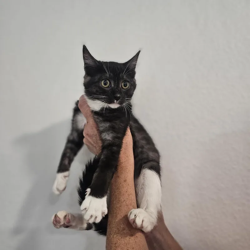 A baby medium-sized female Gray & White Domestic Short Hair cat named Boppity for adoption in Spokane , WA