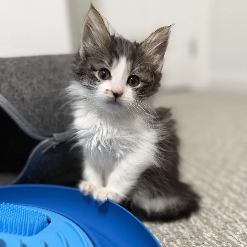 A baby small-sized female Domestic Medium Hair cat named Gretel for adoption in Nampa, ID