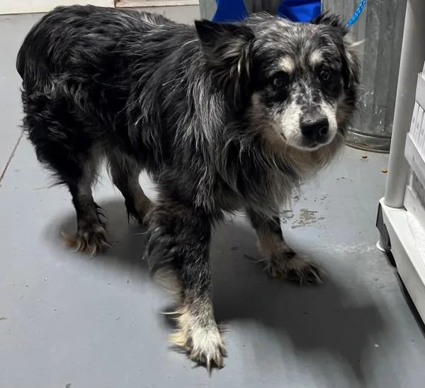 An adult medium-sized male Australian Shepherd dog named Lee for adoption in Dallas, GA