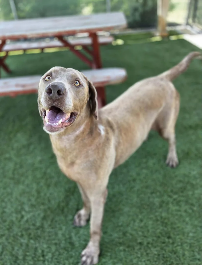 An adult large-sized male Gray / Blue / Silver Labrador Retriever dog named Scott for adoption in Sparta, WI