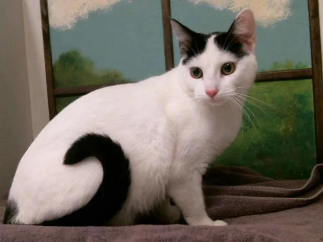 A young medium-sized female Domestic Short Hair cat named Cleo for adoption in Houston, TX