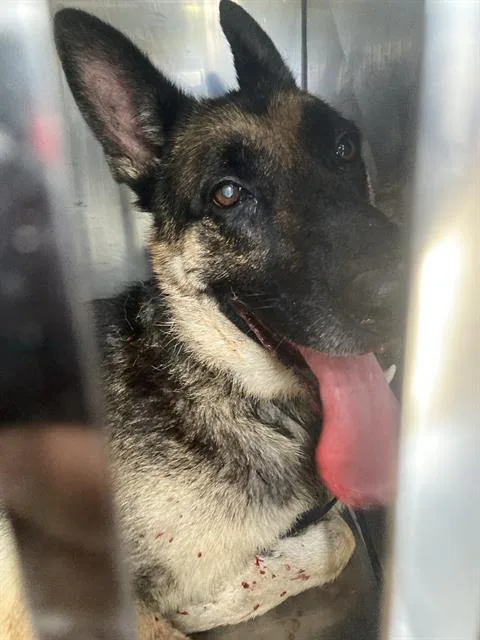 An adult large-sized male Mixed Breed dog named Major for adoption in Dallas, TX