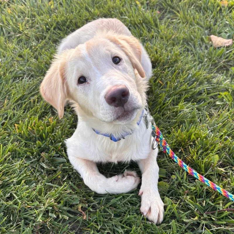A baby small-sized male Yellow / Tan / Blond / Fawn Golden Retriever dog named Sunny for adoption in Brookfield, WI