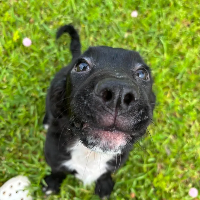 Bear thumbnail 3