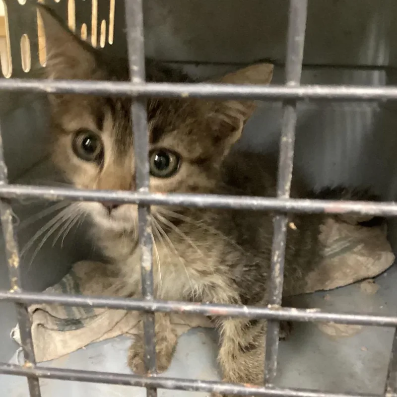 A baby small-sized male Domestic Short Hair cat named Butcher for adoption in Pine Bluff, AR