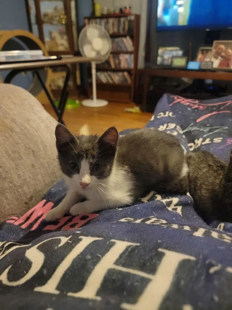 A baby small-sized male Domestic Short Hair cat named River for adoption in Plumerville, AR