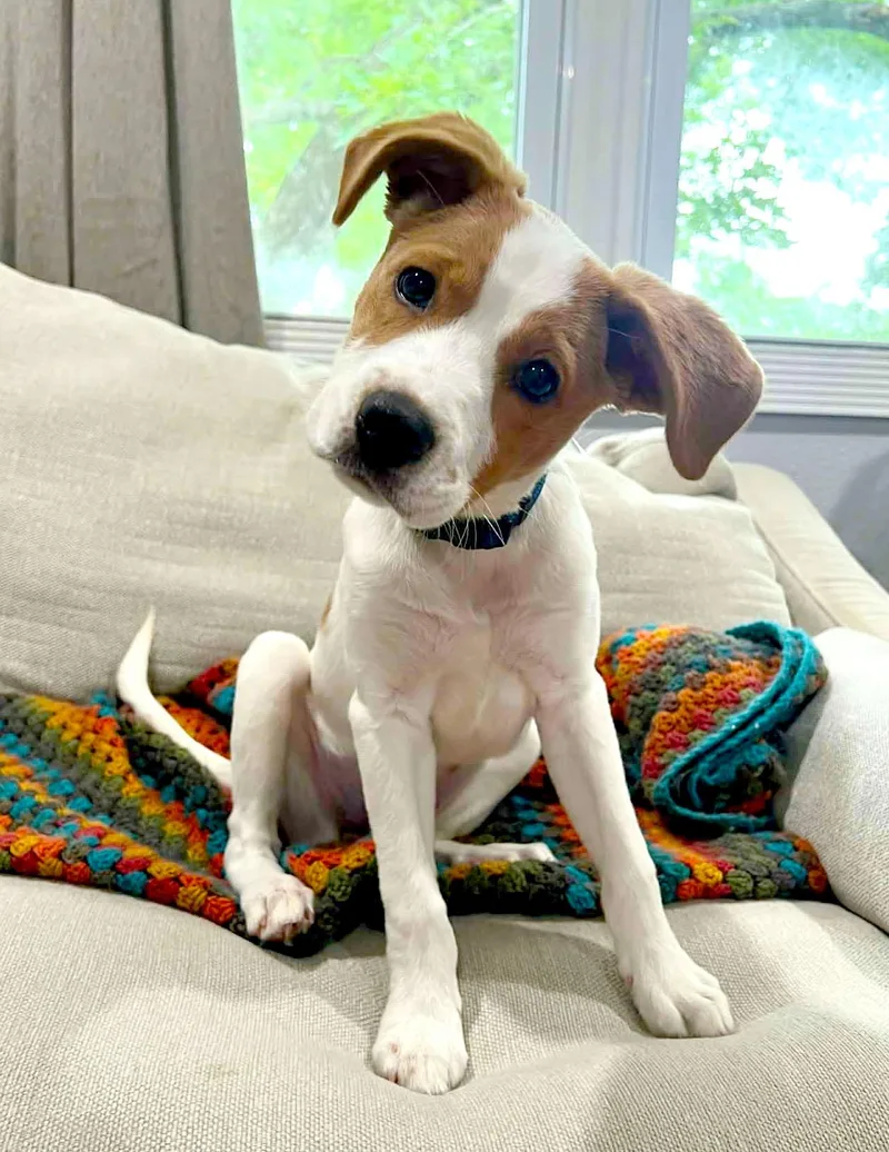 Peanut