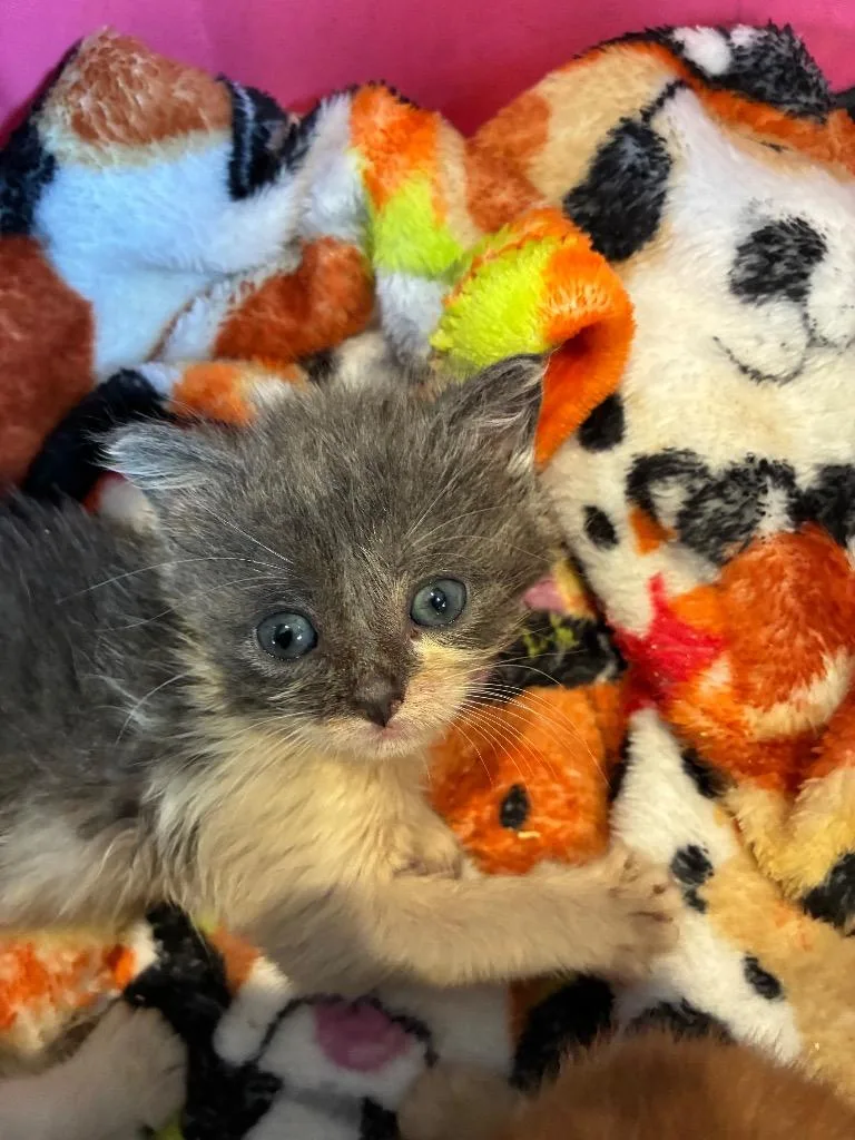 A baby small-sized female Domestic Short Hair cat named Marcie for adoption in Pine Grove, PA