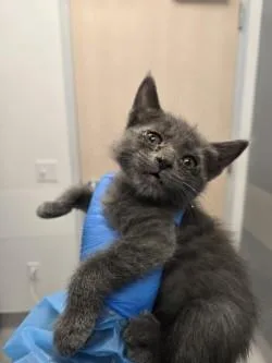 A baby small-sized male Domestic Medium Hair cat named Otter Pop for adoption in Roseville, CA