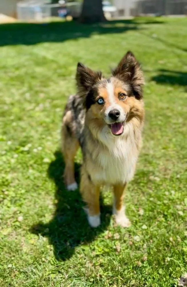 An adult medium-sized male Merle (Blue) Australian Shepherd dog named Roadie for adoption in Aurora, IN