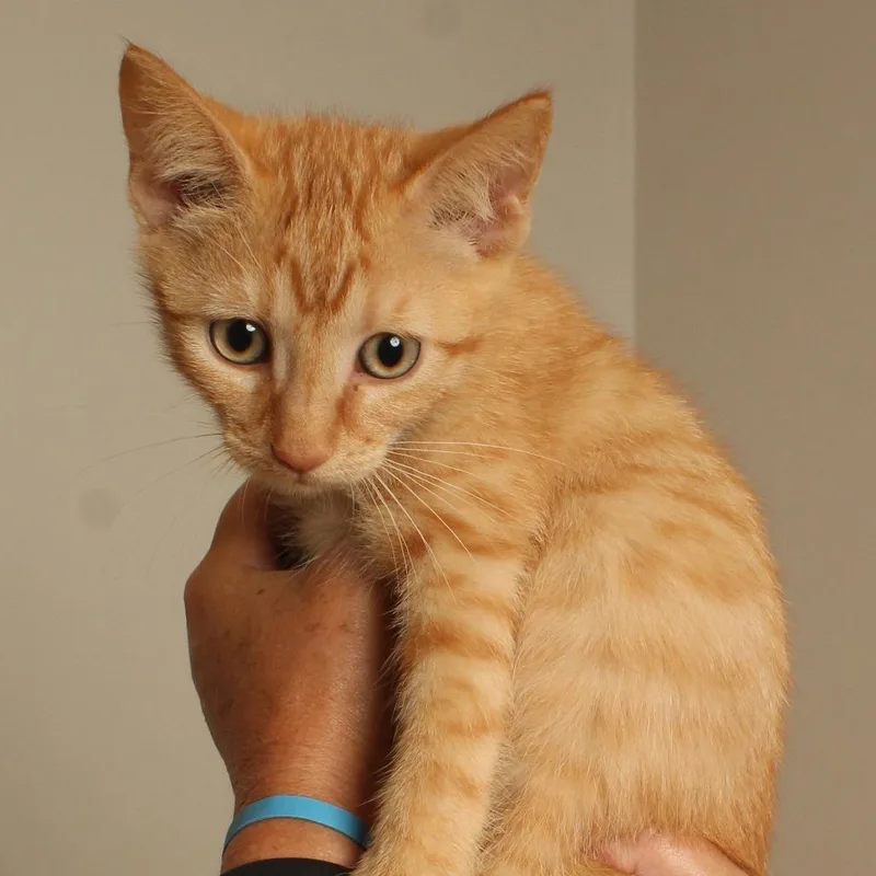 A baby small-sized male American Shorthair cat named Tigger C for adoption in Minnetonka, MN