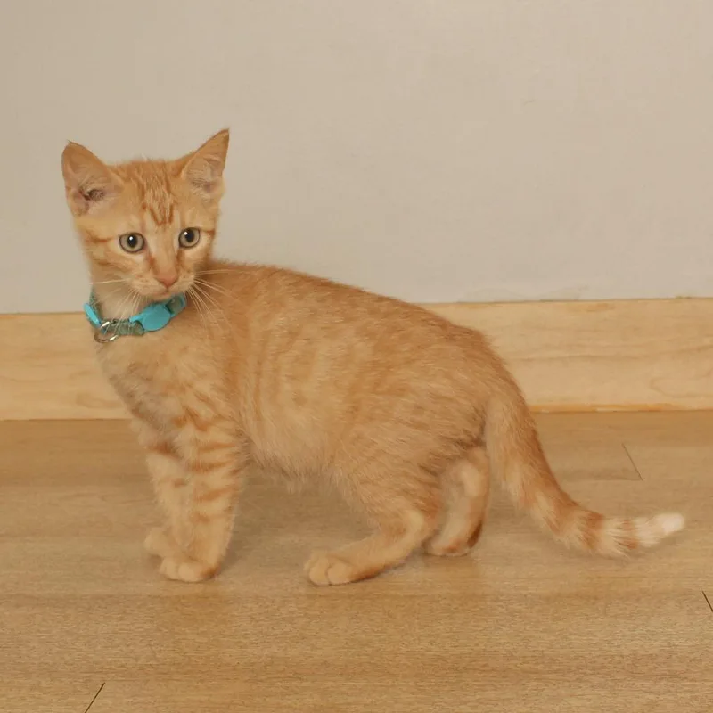 Tigger C thumbnail 2