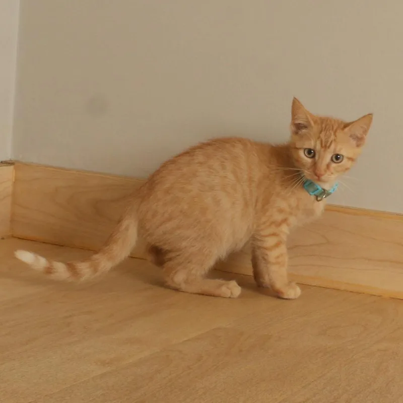 Tigger C thumbnail 3
