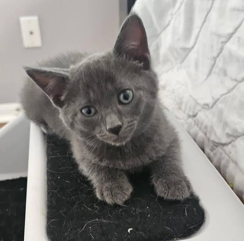 A baby medium-sized male Gray / Blue / Silver Domestic Short Hair cat named Chianti .. for adoption in Apopka, FL