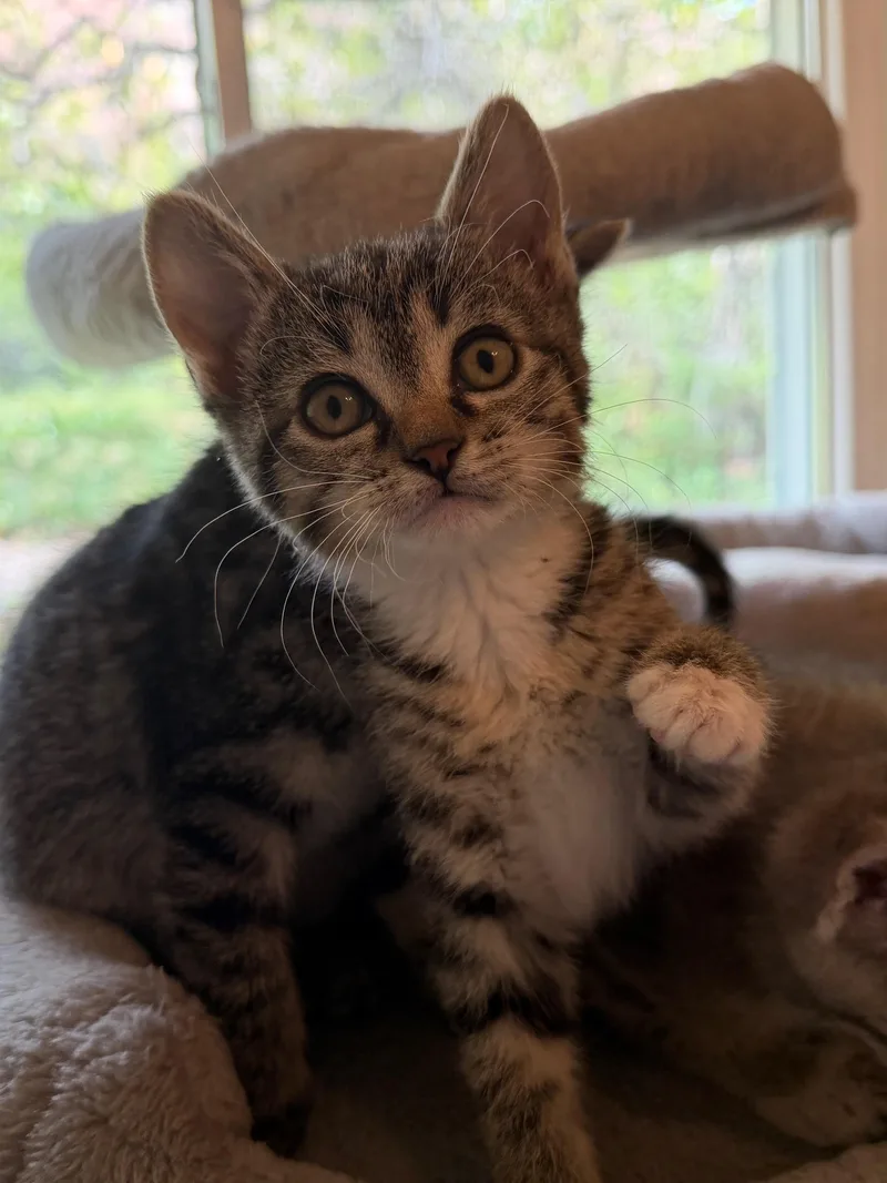 A baby small-sized female Tabby (Gray / Blue / Silver) Domestic Short Hair cat named Cassie Dentry for adoption in Morrison, CO