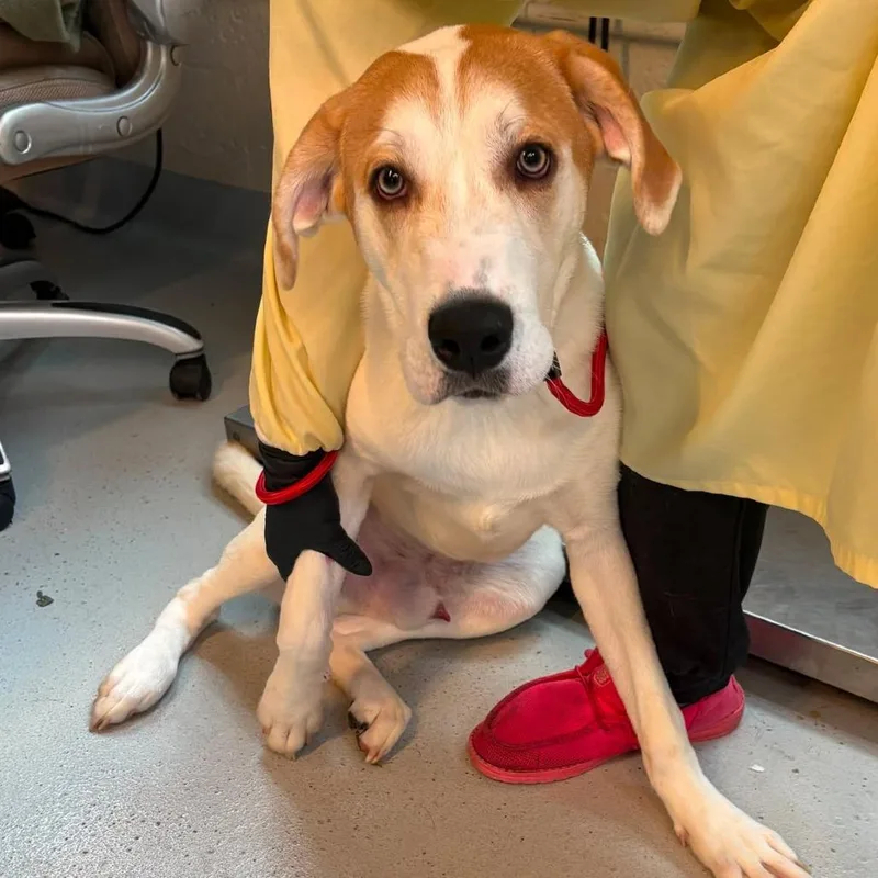 A young medium-sized male White / Cream Mixed Breed dog named Aj for adoption in Huntington, WV