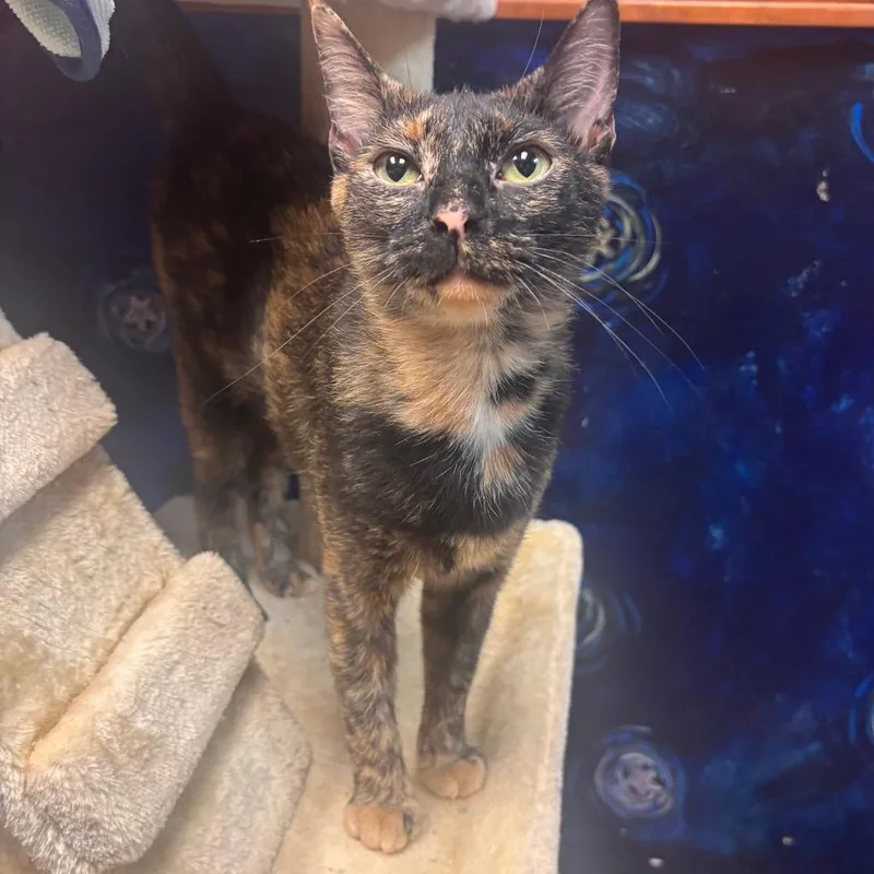 A young medium-sized female Tortoiseshell Domestic Short Hair cat named Tarot Card for adoption in Shawnee, KS