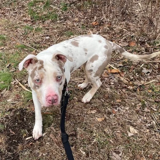 A young medium-sized male Bicolor American Bully dog named Al for adoption in West Milford, NJ