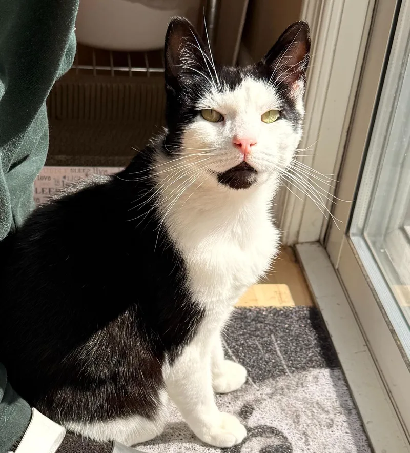 Joji Aka Joe thumbnail 2