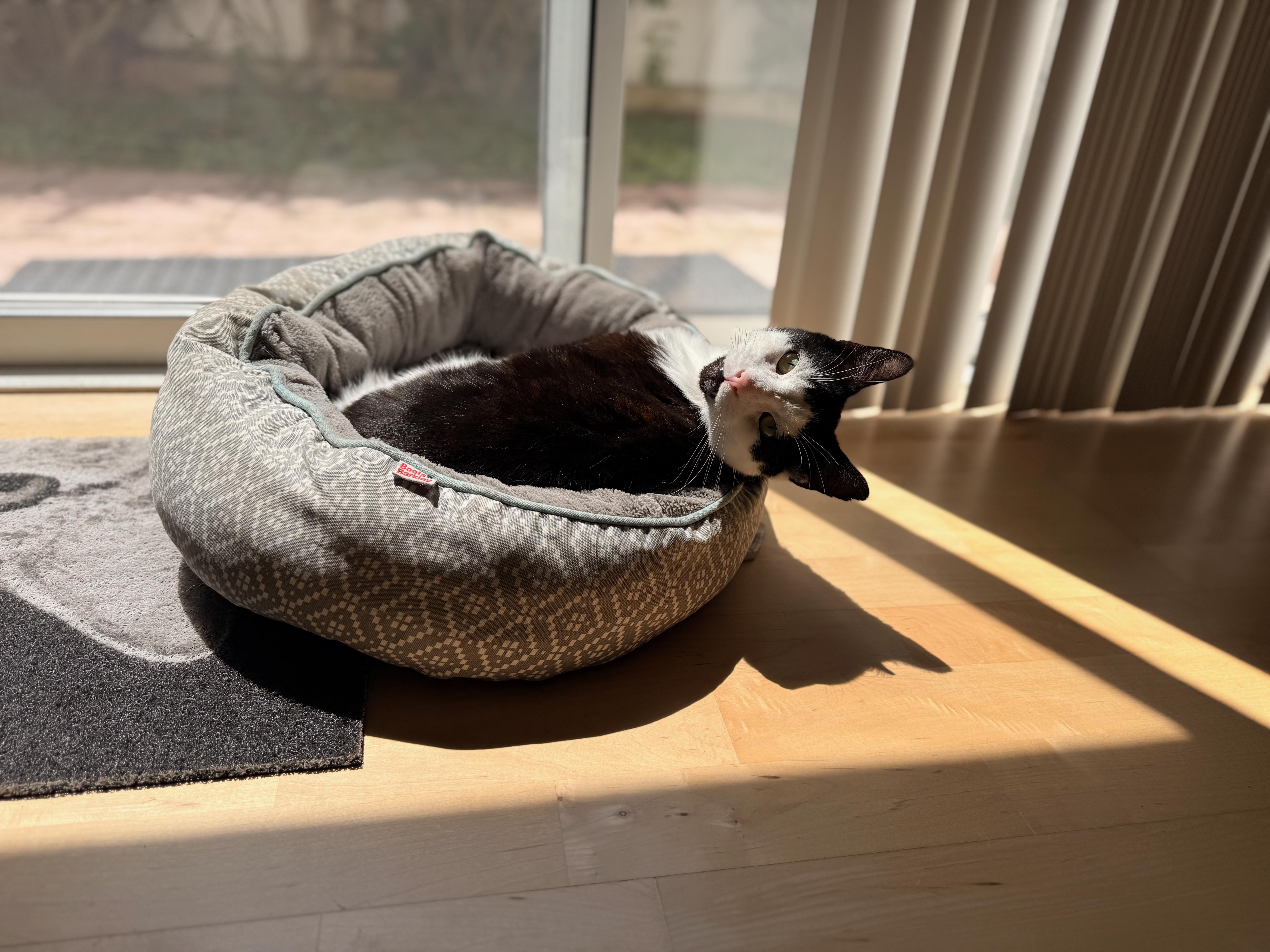 Joji Aka Joe thumbnail 3