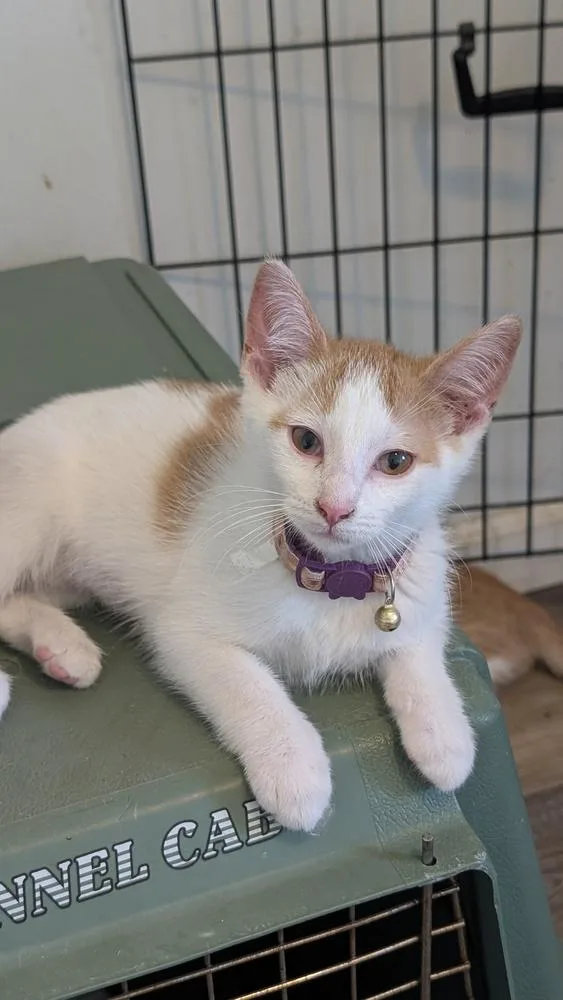 A baby small-sized female Orange & White Domestic Short Hair cat named Violet for adoption in Plymouth, MI