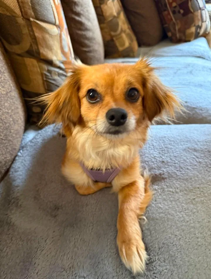 An adult small-sized female Chihuahua dog named Moxie for adoption in Los Angeles, CA