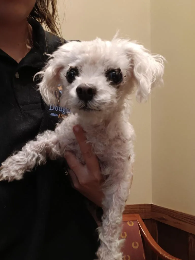 A senior small-sized male Maltese dog named Toby Ramirez for adoption in Douglasville, GA