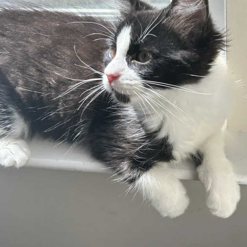 A baby medium-sized female Domestic Medium Hair cat named Diamond for adoption in East Point, GA