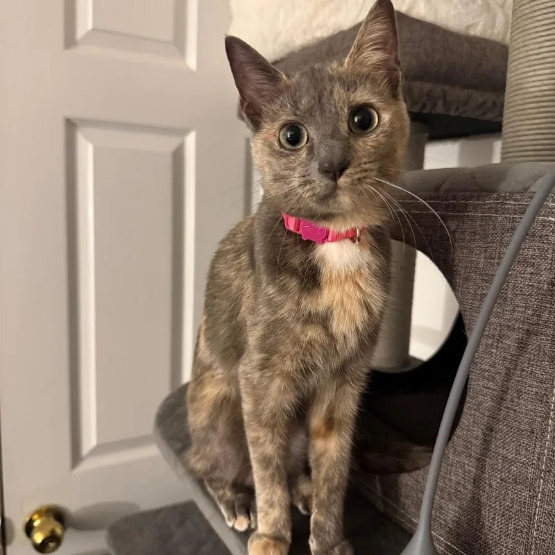 A young medium-sized female Gray / Blue / Silver Domestic Short Hair cat named Sunflower for adoption in Staten Island, NY
