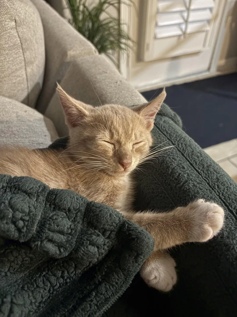 A young medium-sized male Domestic Medium Hair cat named Fabio for adoption in Rosenberg, TX