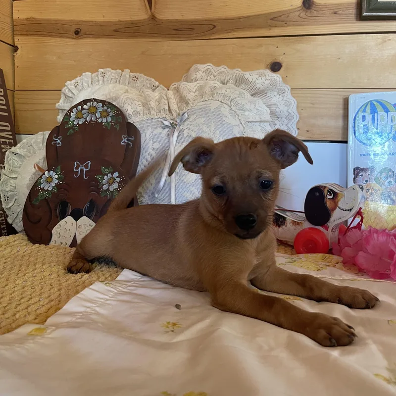 A baby small-sized male Golden Chihuahua dog named Flynn for adoption in Vacaville, CA