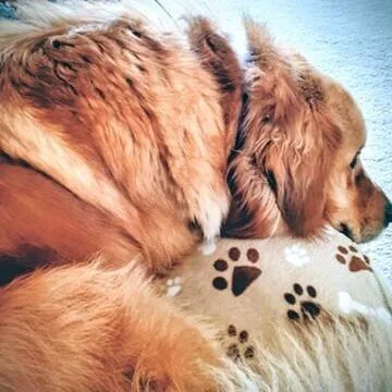 Buddy Brown thumbnail 2