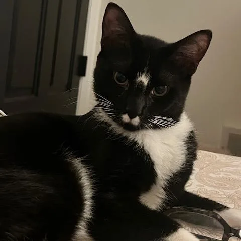 A young small-sized male Black Domestic Short Hair cat named Tucker for adoption in Granville, OH