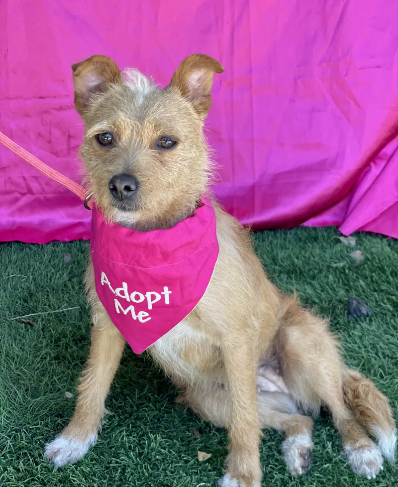 A young small-sized female Apricot / Beige Cairn Terrier dog named Roxy for adoption in Rowland Heights, CA