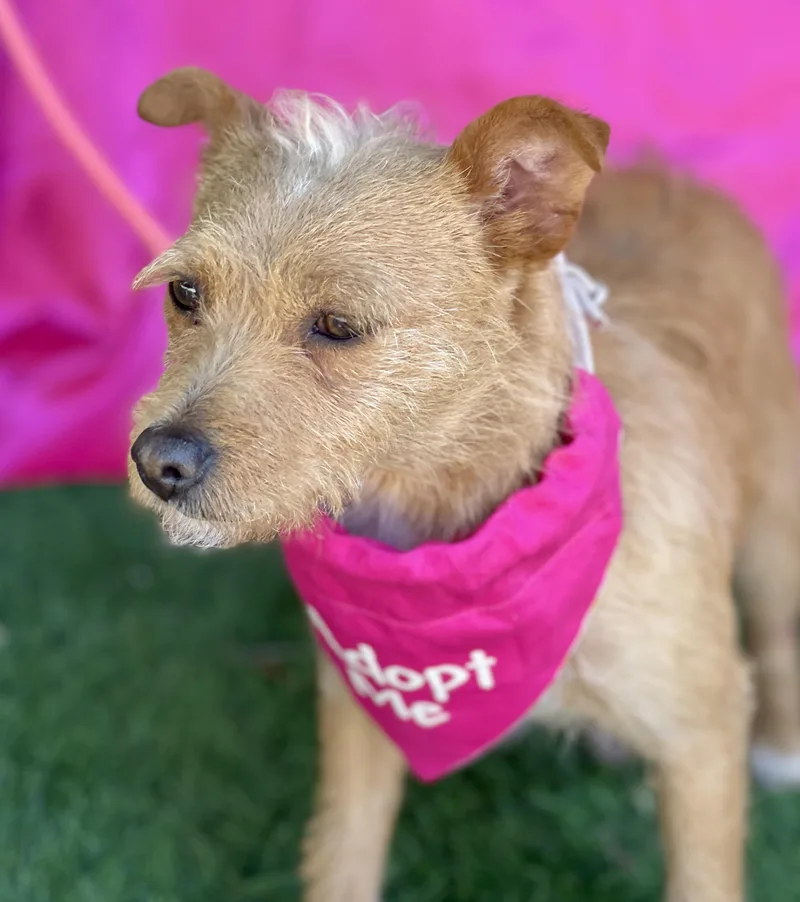 Roxy thumbnail 4