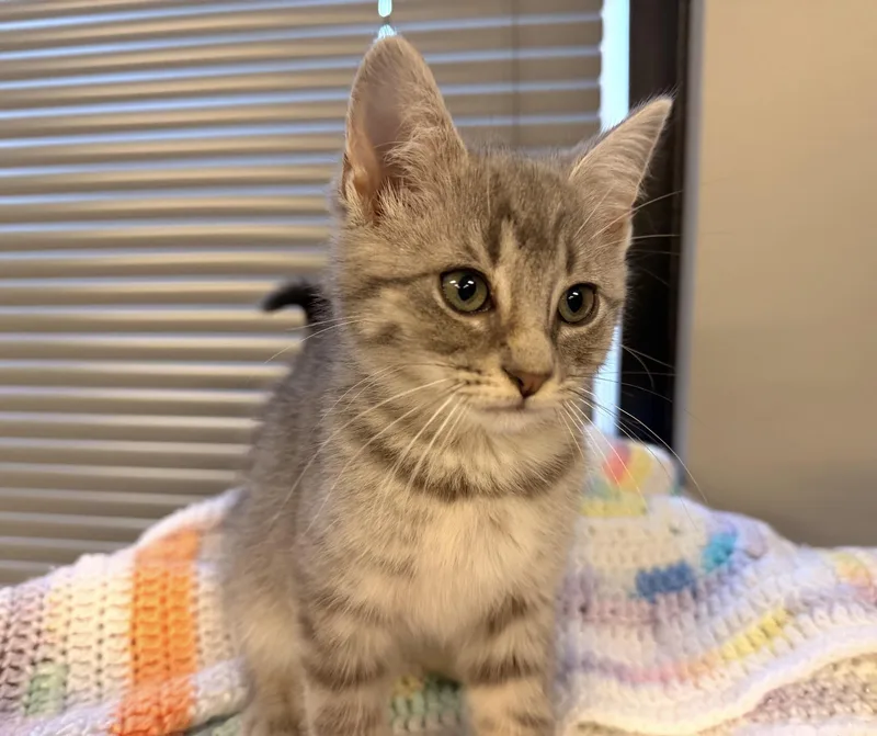 Athena